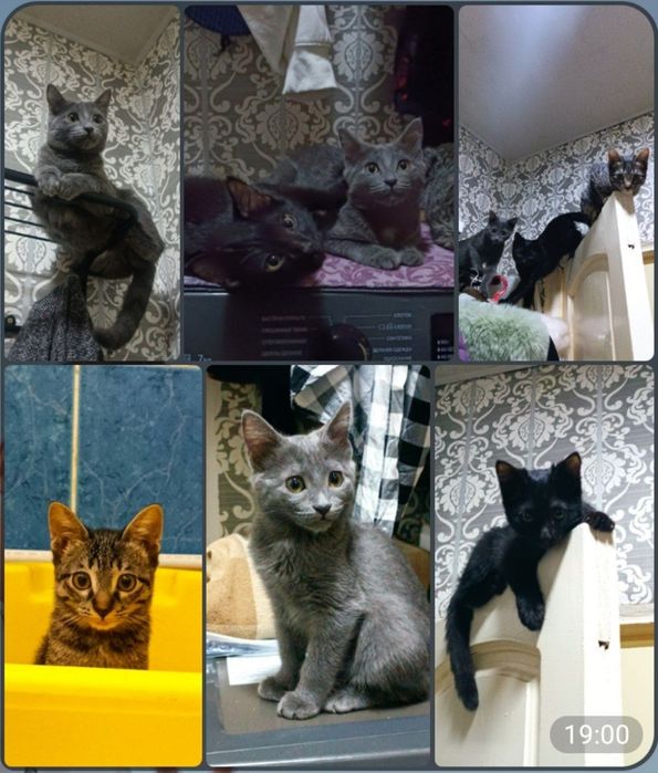 Хочу пристроить котят в хорошие руки