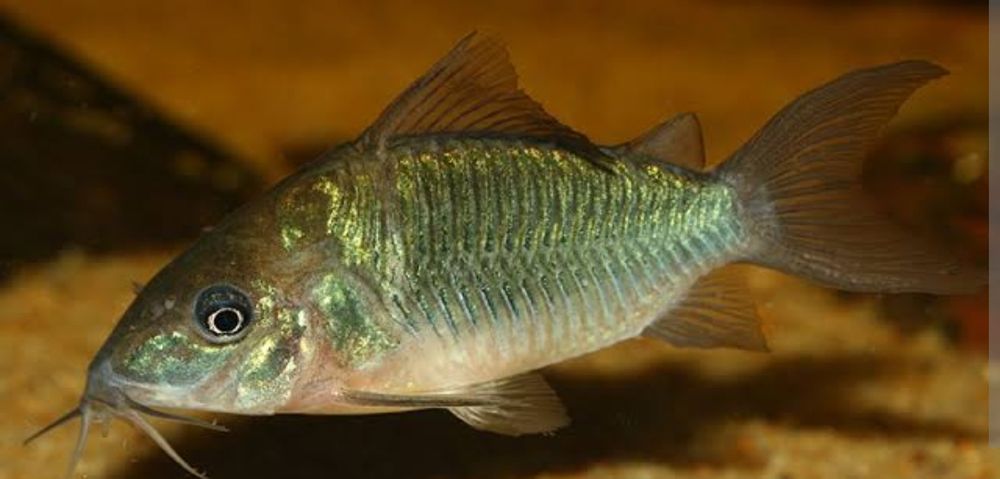 Коридорас брохис изумрудный