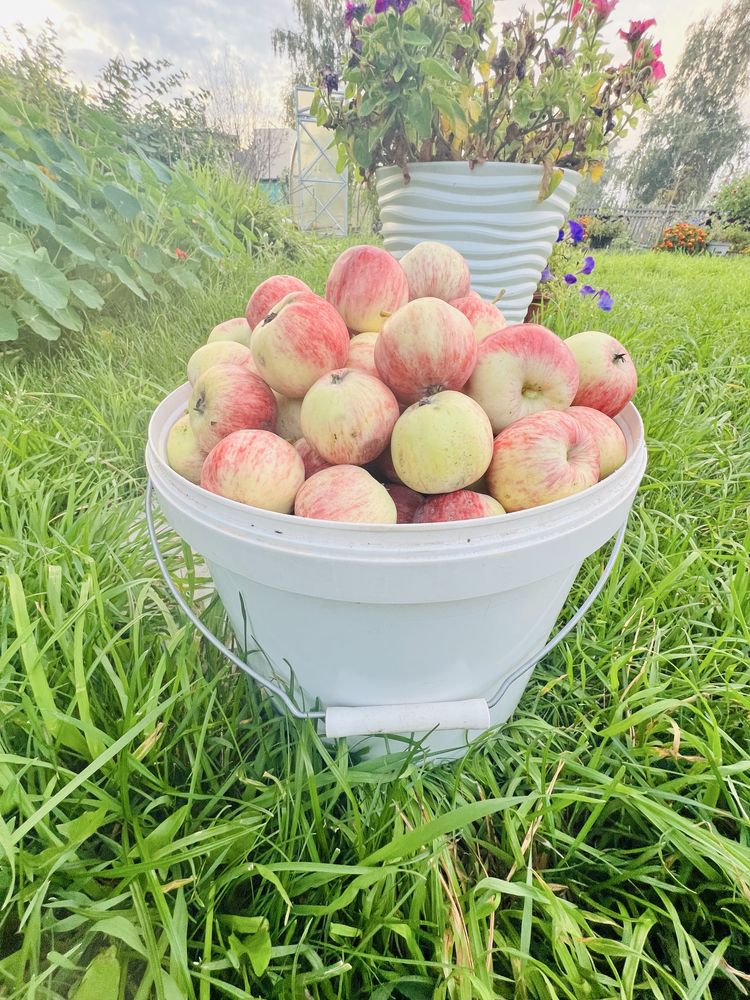 Продам садовые яблочки сорт Мельба