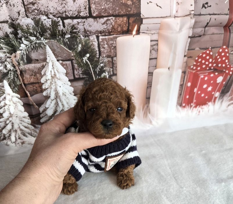 Пудел той Poodle toy / Тийкъп с родословие