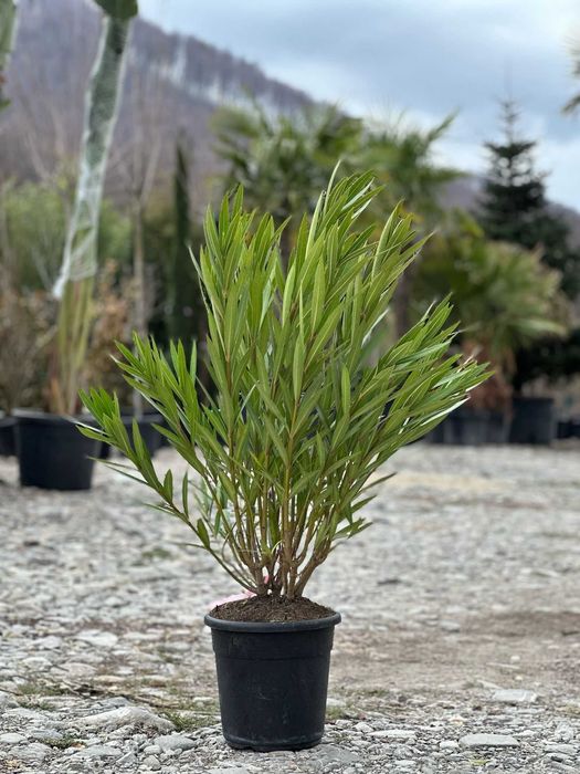 Plante Rezistente, Adaptate Climei din România