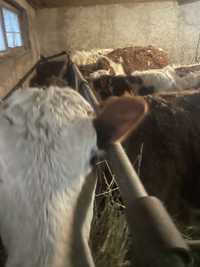 vand vitele de reproductie baltat si holstein