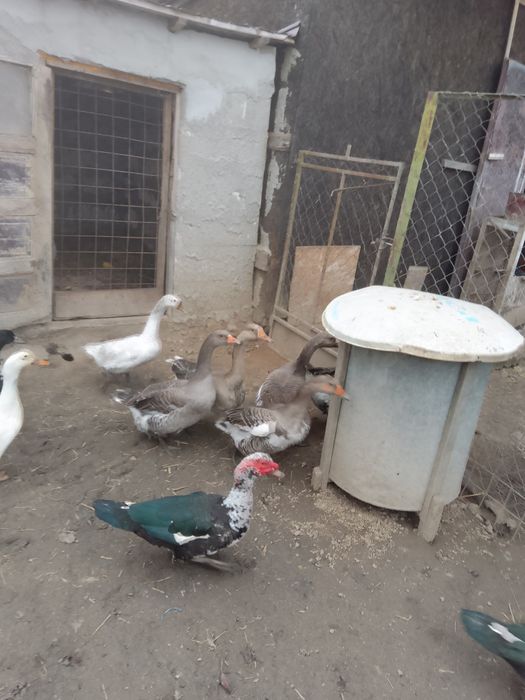 Vând mari gâște Toulouse și gaste Americane