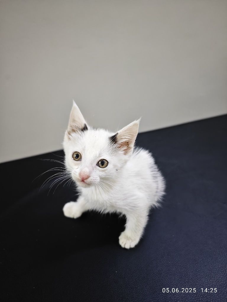 Котёнок кошка кот котята кошки