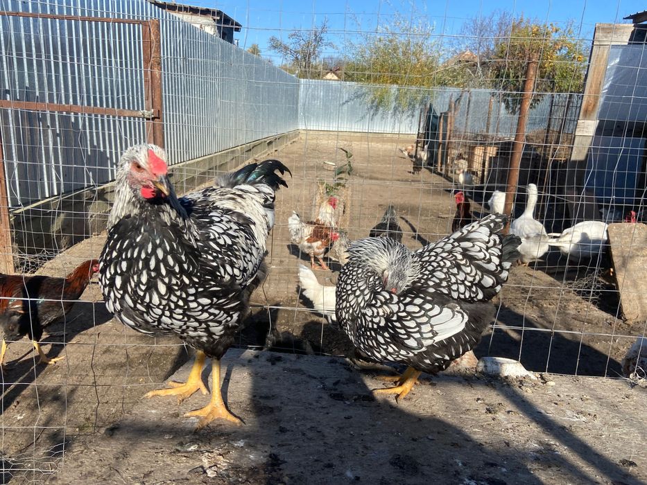 Pereche Wyandotte argintiu