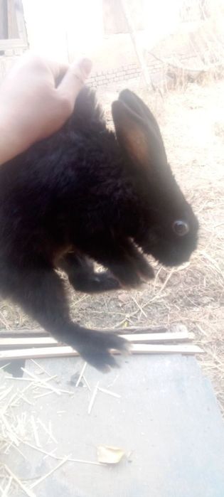 Quyon sotiladi arzon