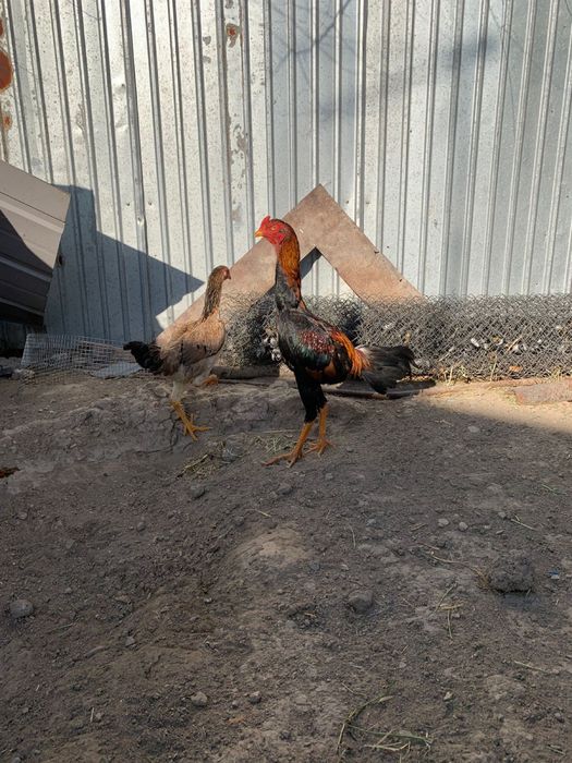 продаются 1 дакан и 2 даканки