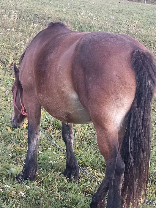 Vind iapă de patru ani cu mînz de cinci luni
