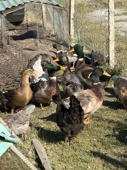 Млади гъски Холмогори и смес