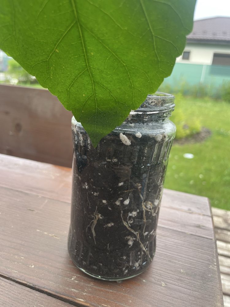 Trandafir japonez rosu (hibiscus)