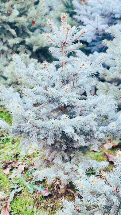 Чиройли голубой арча мехр билан каралган