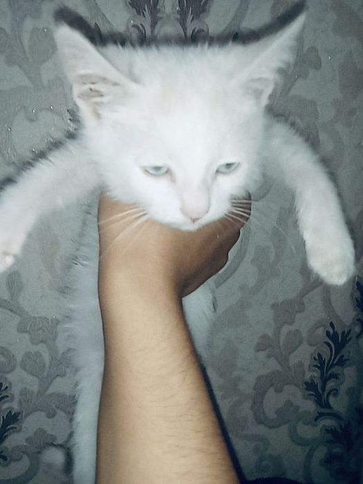 Ақ пышық сатылады