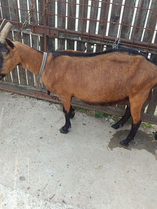 Vândl o capră de rasă