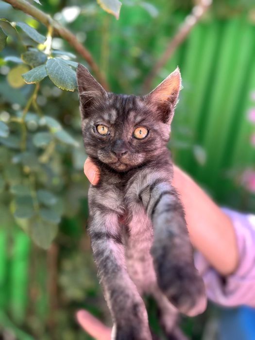 Ищу котятам дом!
