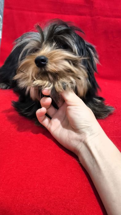 Щенки Йоркширского Терьера!