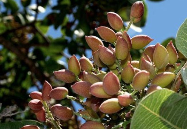 Pomi fructiferi Exotici (Soiuri de Fistic  )