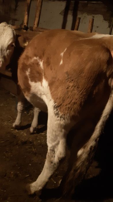 Vand vaca gestanta 8 luni