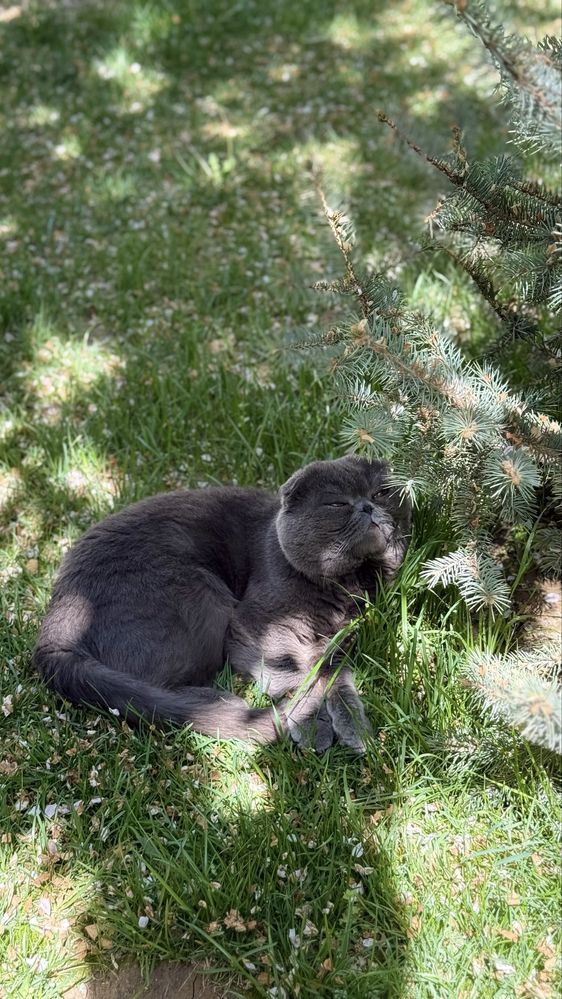 Вязка Скоттиш Фолд