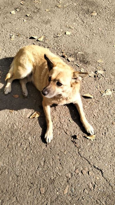 Прибилась стерилизованная девочка (дали имя Фрося), ищет дом