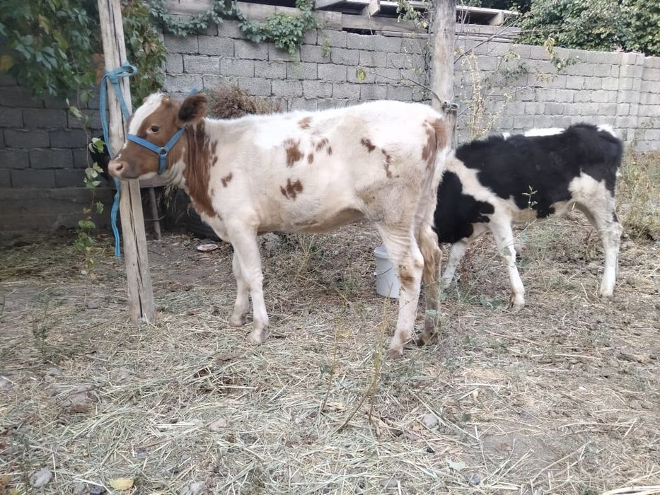 Тана, урғашы бузау сатылады,вановкада тур