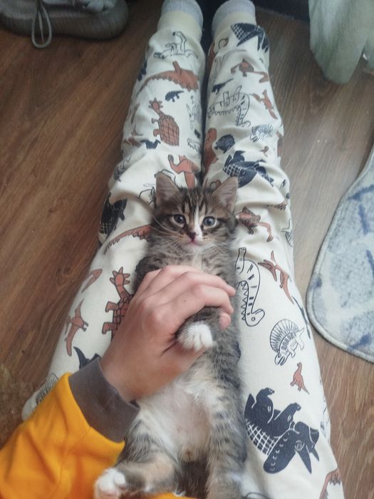 Катя а в хорошие руки