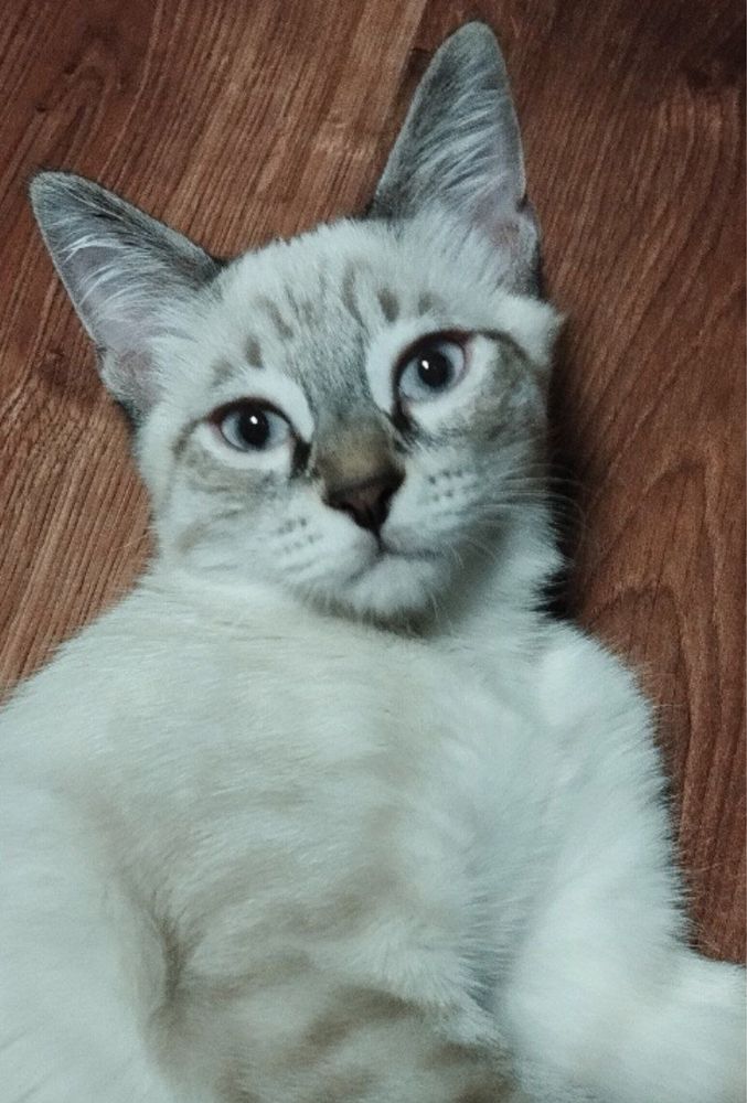 Котенок мальчик в добрые и ответственные руки!