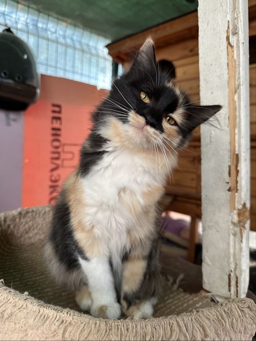 Кошки в добрые руки