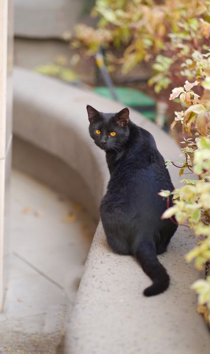 Кошечка БУСИНКА и ее братики в поисках дома!