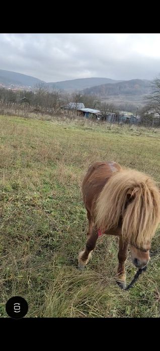 Vând ponei armăsar de 7 ani