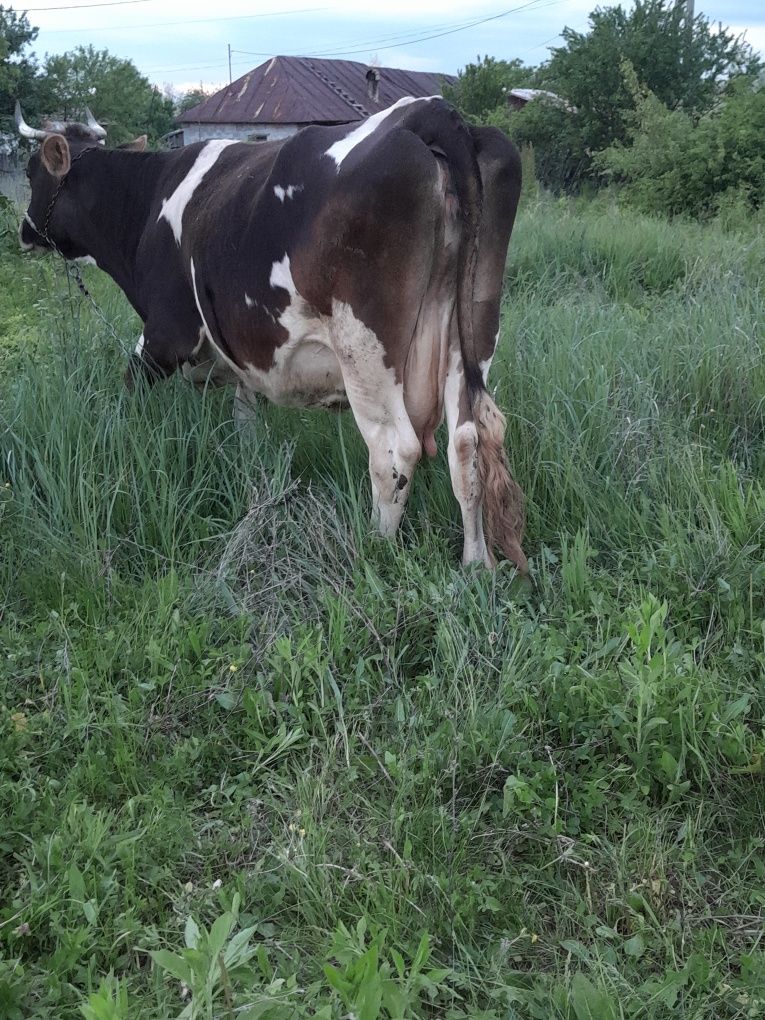 Schimbi și cu animale de abator vacă gestantă în șase luni