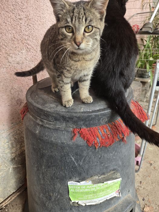 Ofer pisicuti spre adoptie