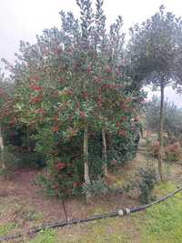 Ofareta Laurul Ilex Variegata