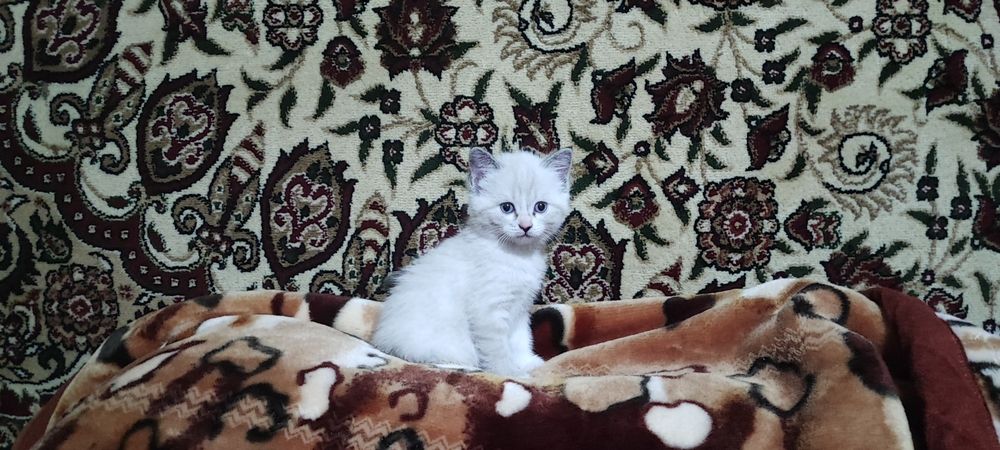 Продается очаровательно-коасивый котик.