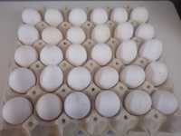 оплодени яйца за люпене от Бял легхорн  Сини и зелени кокоши яйца.