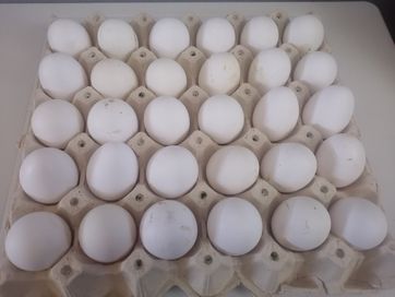 оплодени яйца за люпене от Бял легхорн Сини и зелени кокоши яйца.