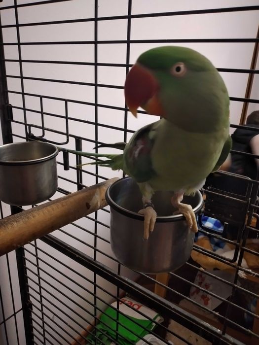 Papagal Marele Alexandru