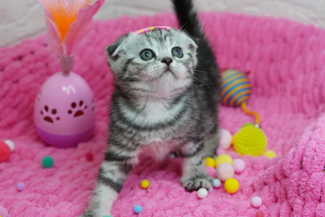 Вислоухие котята скоттиш-фолд
