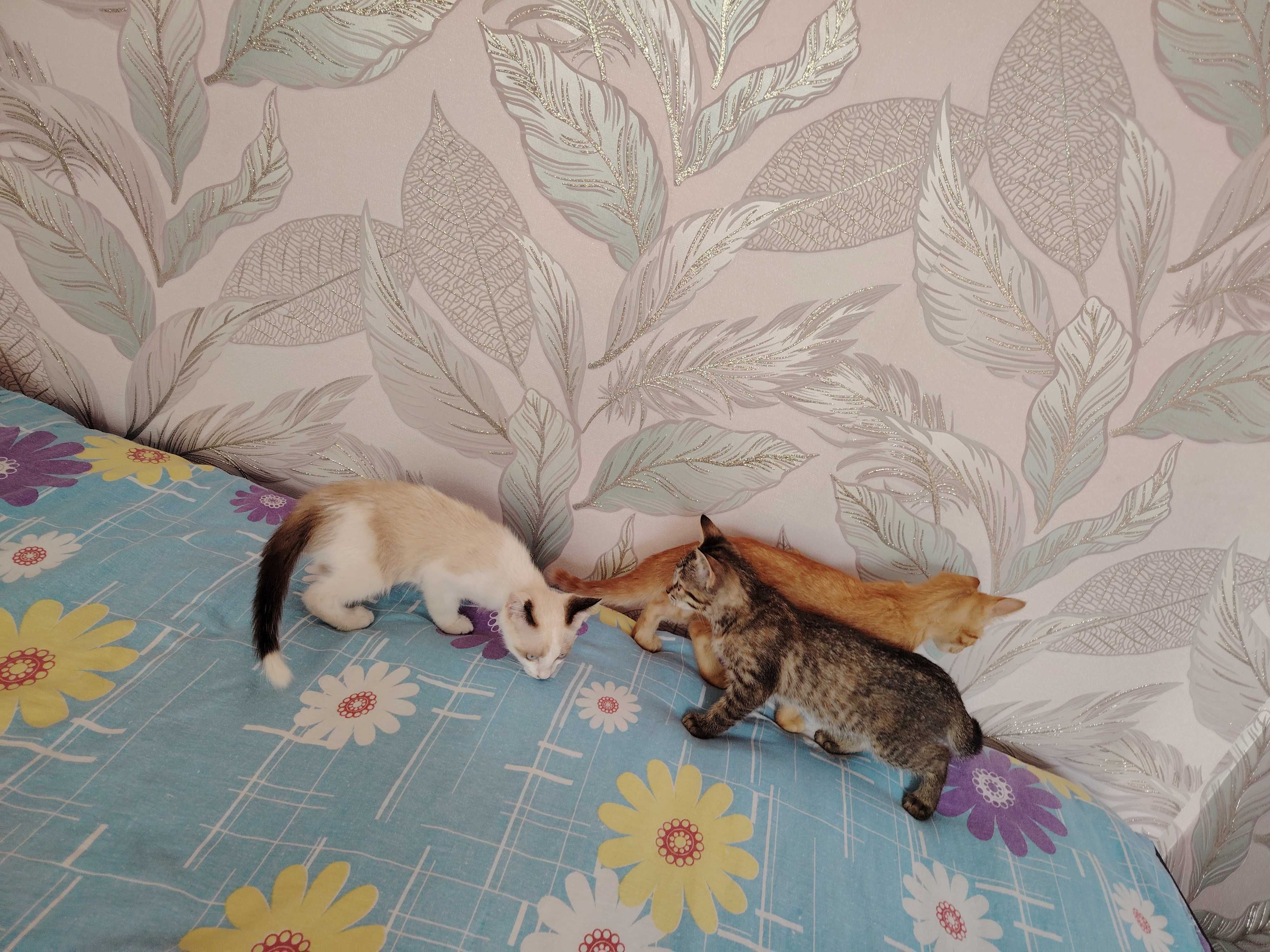 Отдам 3 котят, 2-2,5 месяца