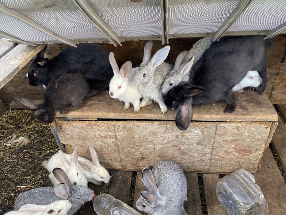 продам крольчат месячные и двухмесячные