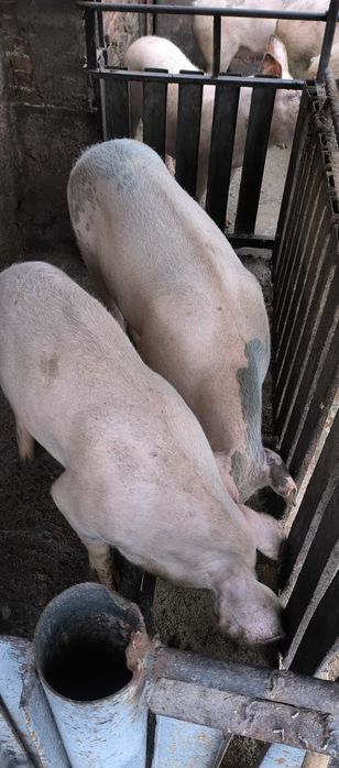 Прасета за луканки