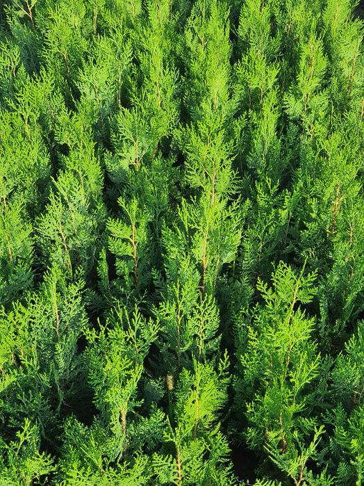 Tuia plante verzi