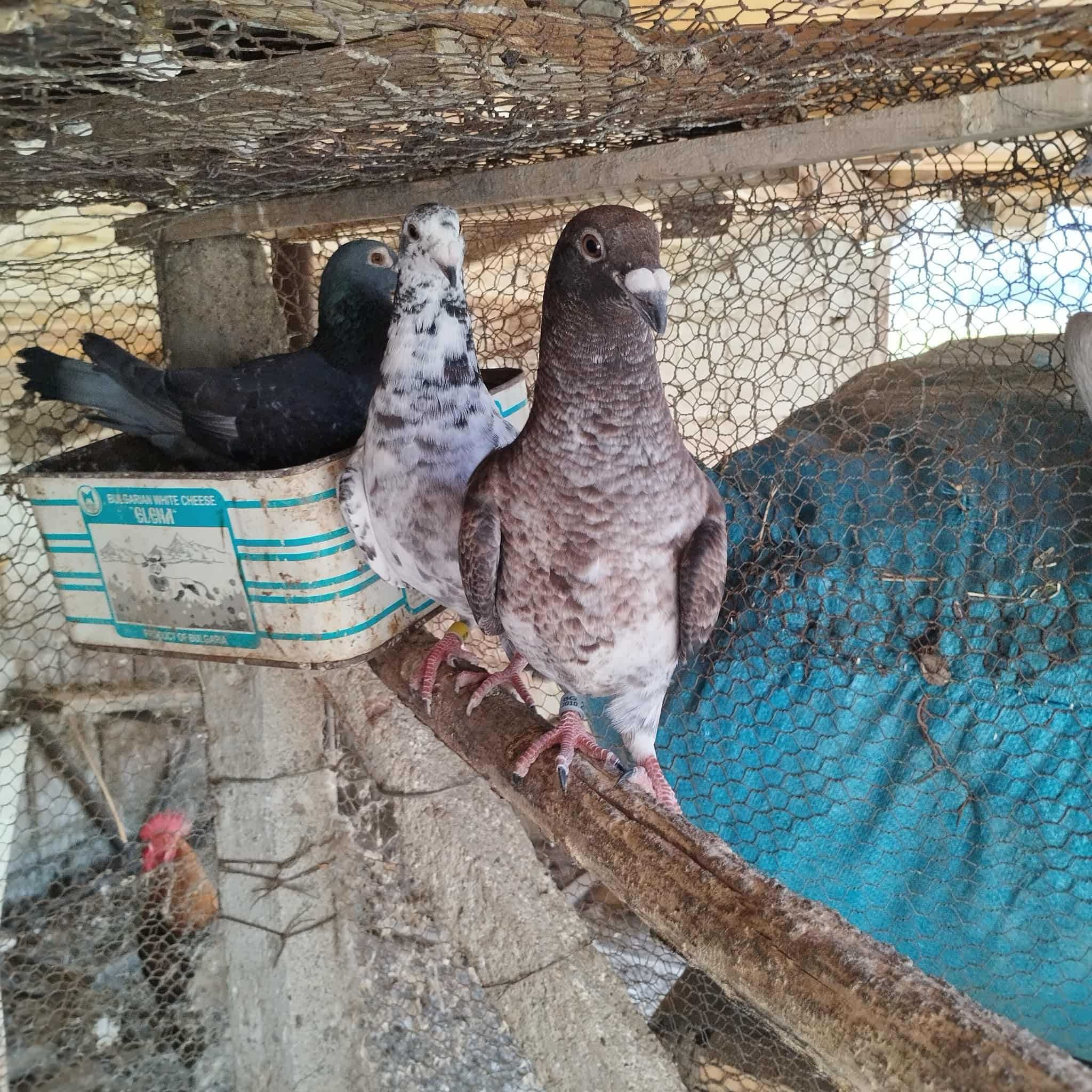2 чифта пощенски гълъби