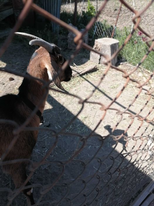 Vând capre Anglo-Nubian