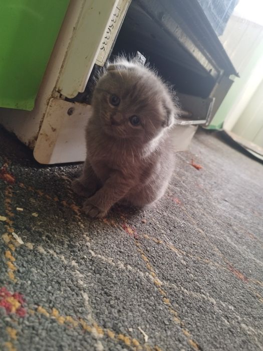 Скотиш страйт и фулд