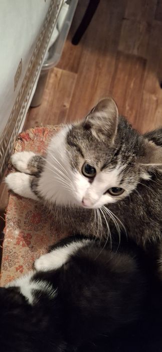 Отдам котят в добрые руки