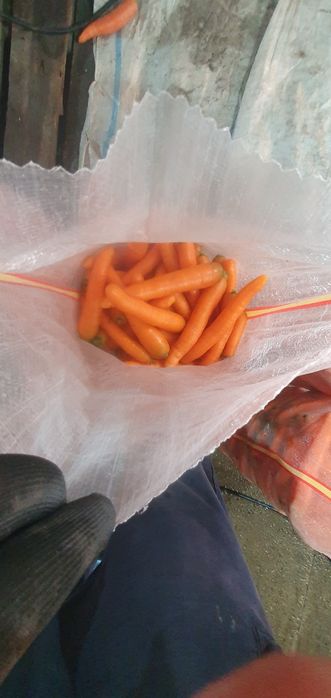 Morcov Pătrunjel Pastarnac Spălate