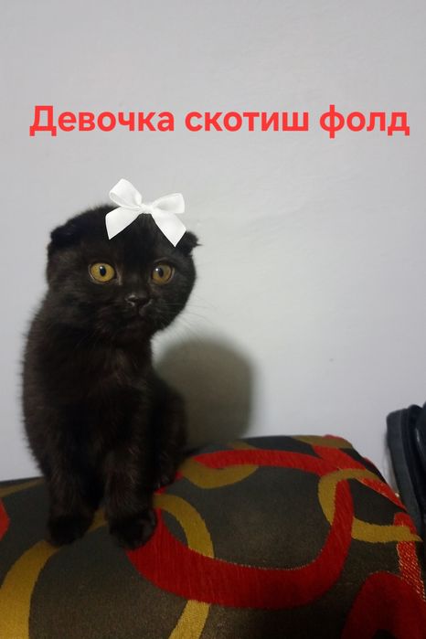 Продаются породистые  котята