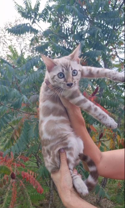 Кошечка в эксклюзивном снежном окрасе