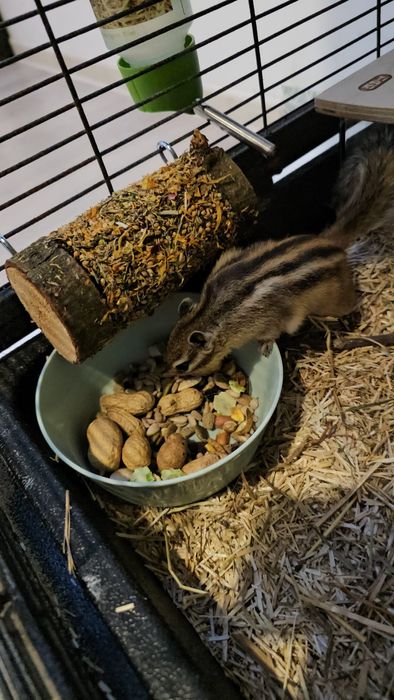 Veverita siberiana mascul