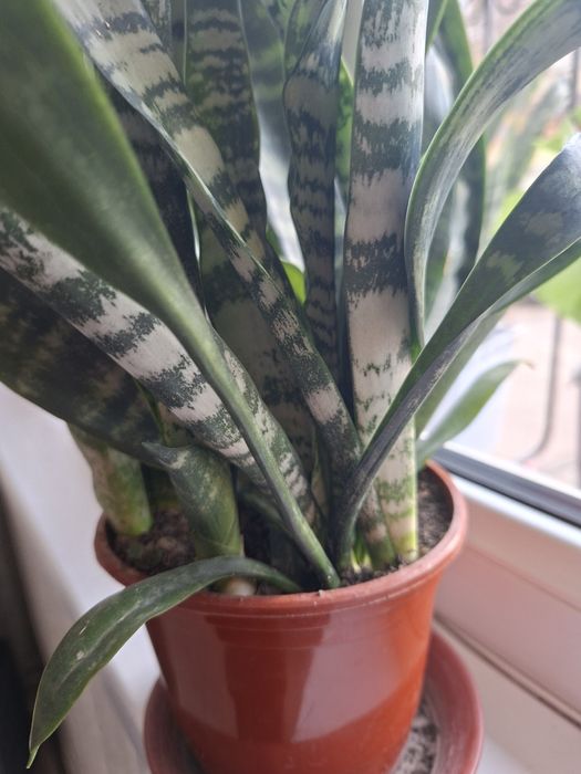 Продаются комнатные цветы